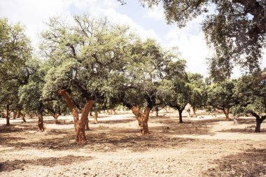 Yaz başında mantar çıkarılmasından sonra gövdede mevcut karakteristik turuncu renk ile Sierra de Huelva Mantar meşe