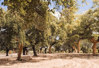 Yaz başında mantar çıkarılmasından sonra gövdede mevcut karakteristik turuncu renk ile Sierra de Huelva Mantar meşe