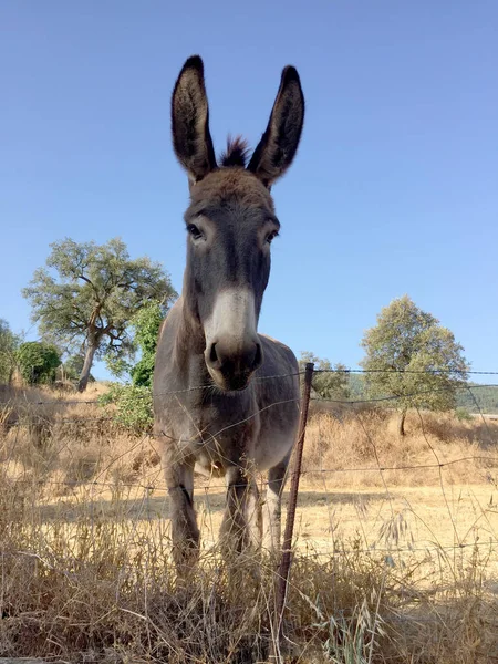 Curious brown donkey in summer meadow of Andalusia