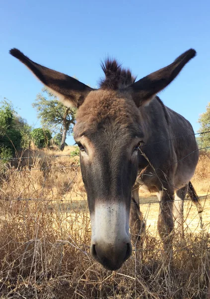 Curious brown donkey in summer meadow of Andalusia