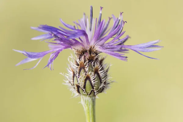 Centaurea triumfetti küçük dağ devedikeni olağanüstü güzel mor — Stok fotoğraf