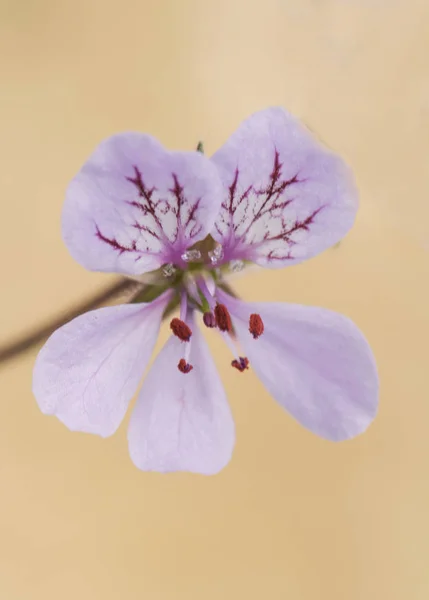 Geranio selvatico di montagna Erodium cheilanthifolium dal delicato colore viola-rosa su fondo verde, diffuso e filtrato con luce — Foto Stock