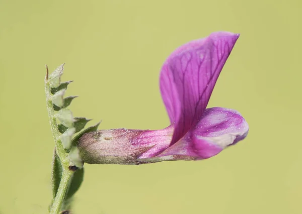 Vicia pyrenaica fialová květina s krásnou barvou a jemným vzezření — Stock fotografie