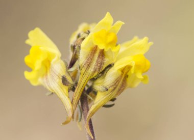 Linaria aeruginea subs nevadensis yol kenarı toadflax değerli sarı dağ çiçeği Sierra Nevada endemik yeşilimsi kahverengi arka plan ve ışık elenmiş
