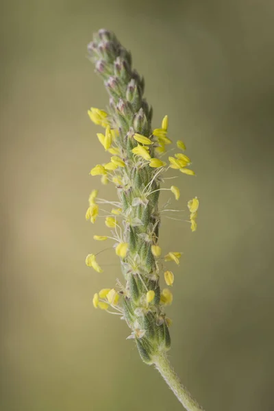 Plantago arter med gula blommor i höga berg på en grönaktig bakgrund och ljus filtreras och filtreras — Stockfoto