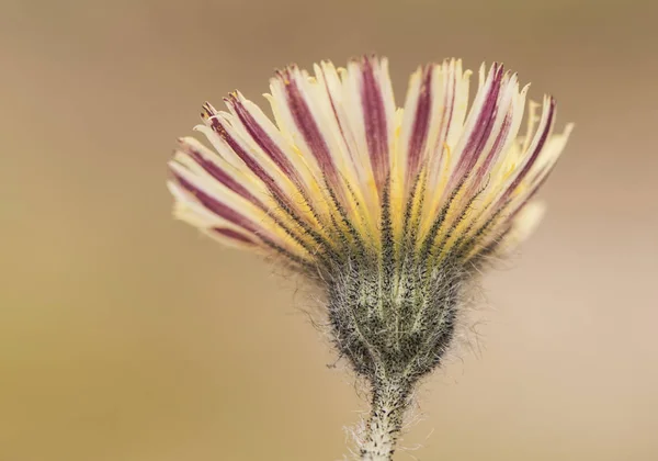 Familia pilosella compositae de flores con gran cantidad de pelos en el cáliz y pétalos sobre un fondo marrón claro y luz muy tamizada — Foto de Stock