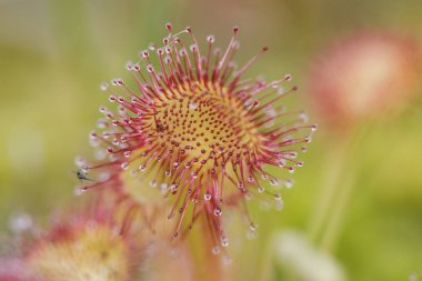 Drosera rotundifolia etobur bitki ile salgı uzantıları ile hangi yeşilimsi bir arka plan ve filtreışık üzerinde böcekler yakalar