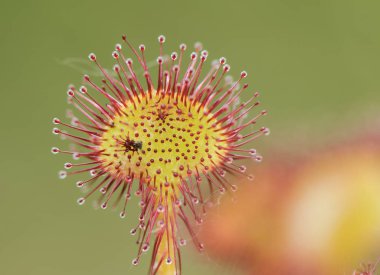 Drosera rotundifolia etobur bitki ile salgı uzantıları ile hangi yeşilimsi bir arka plan ve filtreışık üzerinde böcekler yakalar