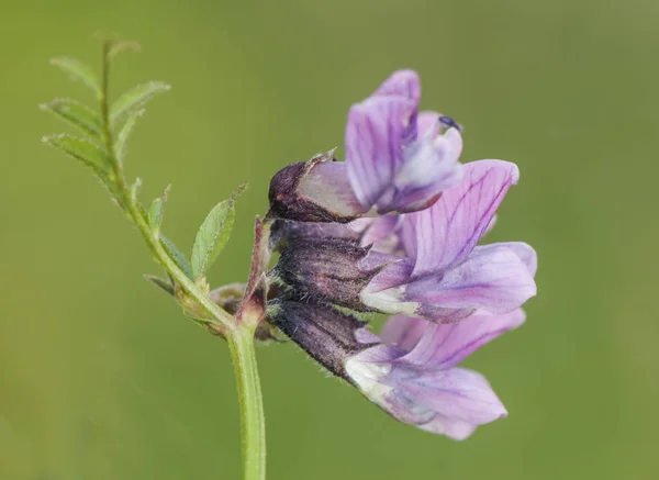 Especies de Vicia, veza común, hermosa flor púrpura clara y hojas verdes sobre fondo verde desenfocado tenue luz tamizada — Foto de Stock