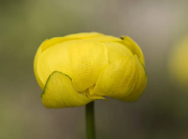 Espécies de Trollius globo flor delicada e preciosa flor amarela em fundo verde fora de foco e com luz filtrada por um difusor — Fotografia de Stock