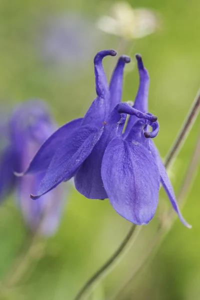 阿奎莱吉亚物种科伦拜恩山花与强烈的深蓝色在绿色无焦点背景 — 图库照片
