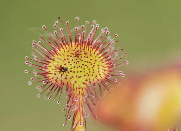 Drosera rotundifolia planta carnívora con extensiones glandulares con las que captura insectos sobre un fondo verdoso y luz filtrada — Foto de Stock