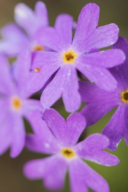 Primula farinosa, açık mor renk Primulaceae ailesinin güzel dağ çiçeği