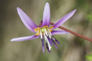 Erythronium dens-canis dogtooth mor güzel mor çiçek çok tuhaf bir görünüm