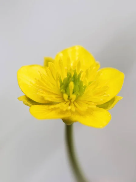 Ranunculus thora, yellow high cerulean flower found in rocks