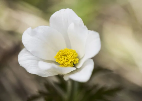 Pulsatilla alpina zarte alpine weiße Wiesenblume — Stockfoto