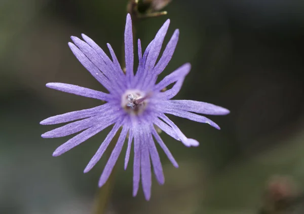 Soldanella alpina alpine snowbel mountain purple flower with characteristic petals as a star — Stock Photo, Image