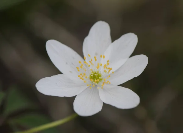Anémona nemorosa delicada flor blanca alpina — Foto de Stock