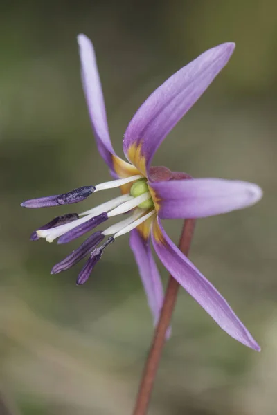 Erythronium dens-canis dogtooth mor güzel mor çiçek çok tuhaf bir görünüm — Stok fotoğraf