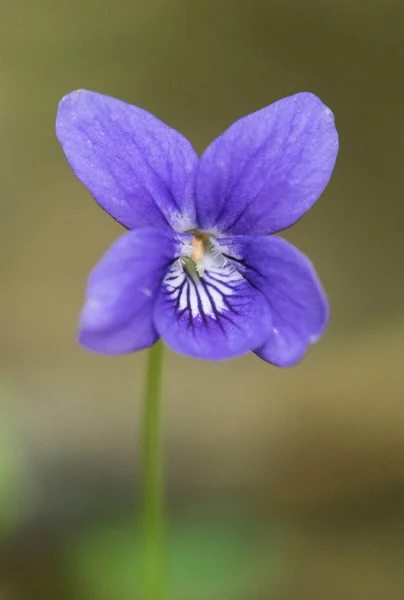 Viola especie púrpura flor violeta de aspecto delicado —  Fotos de Stock