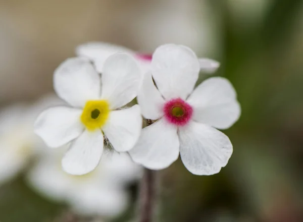 Androsace villosa weiße Blume mit gelbem oder violettem Zentrum von Wiesen und Hochgebirgsfelsen — Stockfoto