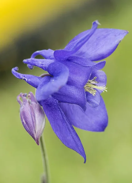 Aquilegia vulgaris Akelei schöne tiefblaue Bergblume — Stockfoto