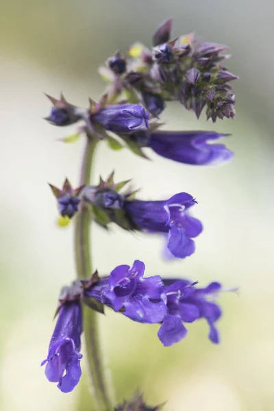 Horminium pyrenaicum flor púrpura intensa en rocas de alta montaña —  Fotos de Stock