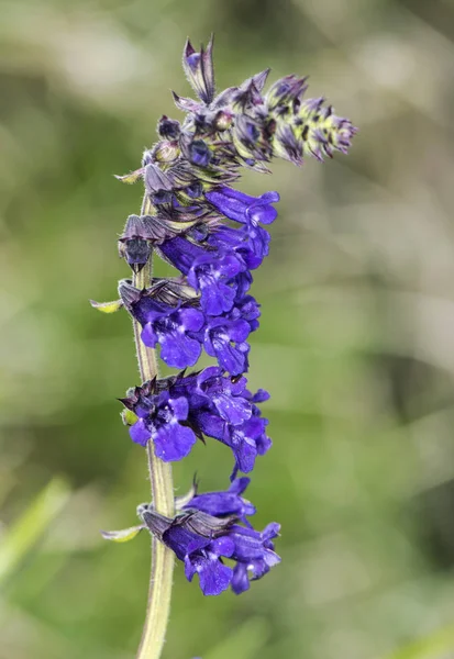 Horminium pyrenaicum flor púrpura intensa en rocas de alta montaña — Foto de Stock