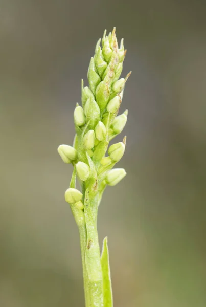 Pseudorchis albida мала високі гірські дикі орхідеї з коконами закрити блідо-зелений — стокове фото
