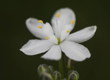 Simethis mattiazzii kerry lily muhteşem beyaz çiçek ve dağlık alanlarda beyaz tüylü stamens ile serulean bakmak