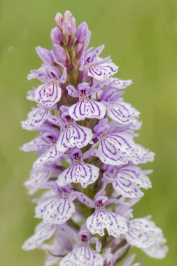Dactylorhiza elata orquidea vahşi beyaz ve pembe veya beyaz ve mor orta veya büyük boy, dağ çayır