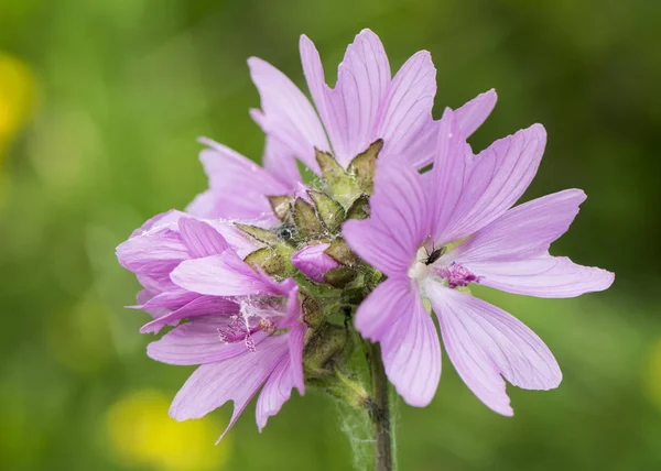 Dağlık bölgelerde çayır ve hendeklerde yetişen ebegümeci malva moschata türleri — Stok fotoğraf