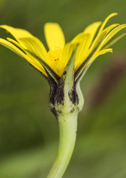 Tragopogon keçi sakal veya dağ çayırorta boy ve yoğun sarı renk salsify çiçek — Stok fotoğraf