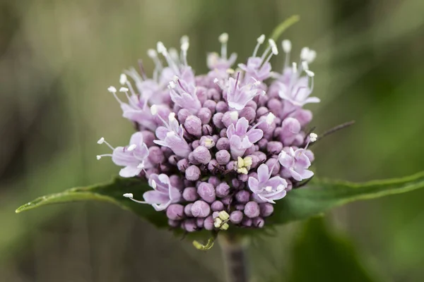 Valerian montana mountain medicinal flower with cute purple-pink color. In high mountain rockies — Stock Photo, Image