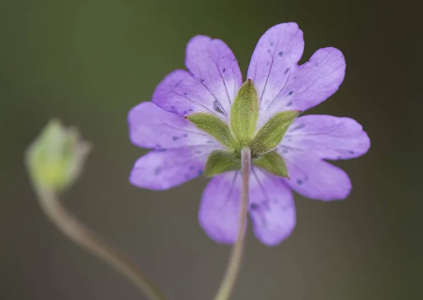 Geranium sylvaticum, wilde Geranien von intensiver violetter Farbe mit dem hellsten Zentrum in den Bergregionen — Stockfoto