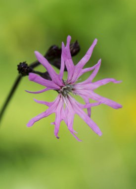 Lychnis flos-cuculi Ragged-Robin çiçek yoğun pembe renk hassas ve ince yaprakları