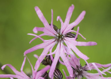 Lychnis flos-cuculi Ragged-Robin çiçek yoğun pembe renk hassas ve ince yaprakları