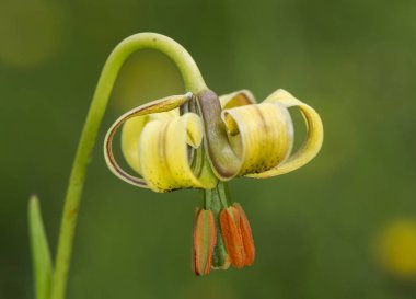 Lilium pyrenaicum lily çayırve yüksek dağ hendeklerinde yetişen orta boy ve yoğun sarı renk etkileyici çiçek