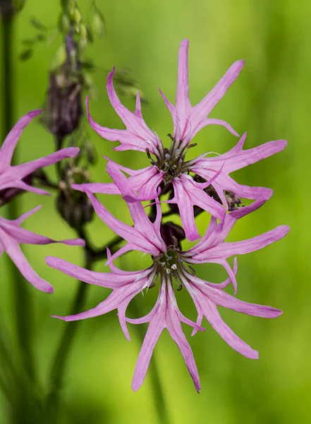Lychnis flos-cuculi Ragged-Robin flower of delicate and thin petals of intense pink color