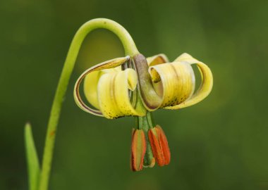 Lilium pyrenaicum lily çayırve yüksek dağ hendeklerinde yetişen orta boy ve yoğun sarı renk etkileyici çiçek