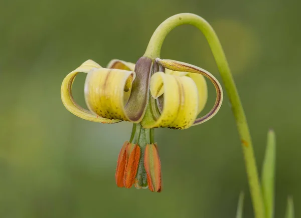 Lilium pyrenaicum Lily imponujący kwiat średniej wielkości i intensywny żółty kolor, który rośnie w łąkach i wysokich rowów górskich — Zdjęcie stockowe