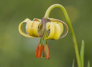 Lilium pyrenaicum lily çayırve yüksek dağ hendeklerinde yetişen orta boy ve yoğun sarı renk etkileyici çiçek