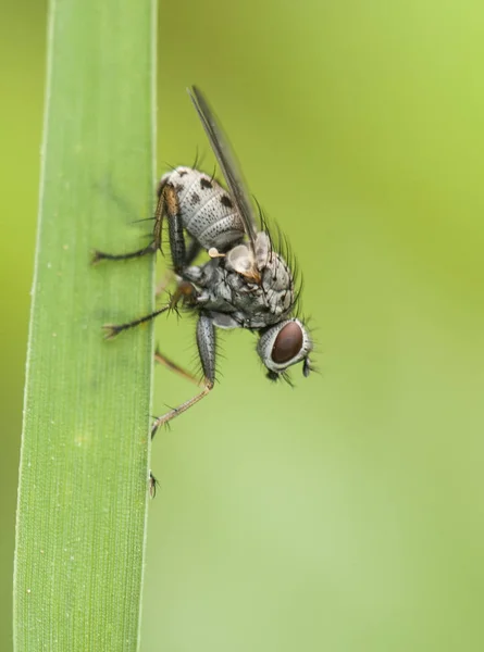 Diptera nebo mouchy usazené na zelené vegetaci ve vlhkém prostředí — Stock fotografie