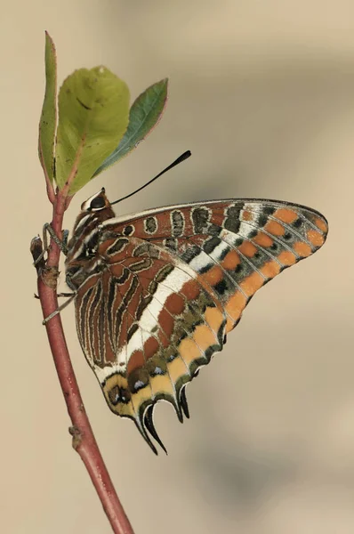 毛虫がアーブトゥスの葉に餌を与える大型レピドプテランの両尾パシャ蝶種のチャラキセ・ジャシウス — ストック写真