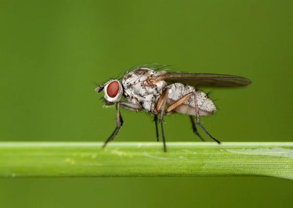Diptera ou moscas empoleiradas em vegetação verde em um lugar úmido — Fotografia de Stock