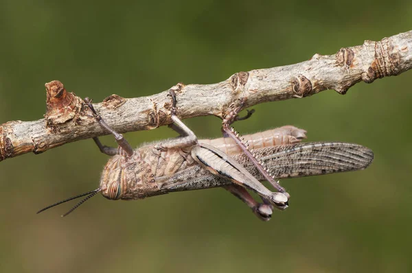 Anacridium aegyptium egyiptomi szentjánoskenyér nagy szöcske csak azután kialakuló utolsó szakaszában fejlesztés még halvány színekkel várja, hogy megkeményedik a kutikula — Stock Fotó