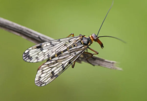 Panorpa meridionalis муха скорпион своеобразное насекомое угрожающего аспекта и интенсивный желтый цвет, но безобидный — стоковое фото