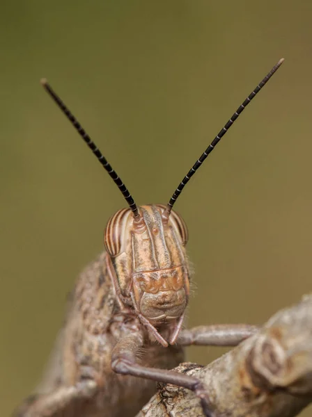 Anacridium aegyptium egyptský velký kobylek, hned po tom, co se vynořuje v poslední fázi vývoje s dosud bledými barvami čekajícími na ztvrdnutí své kůžiky — Stock fotografie