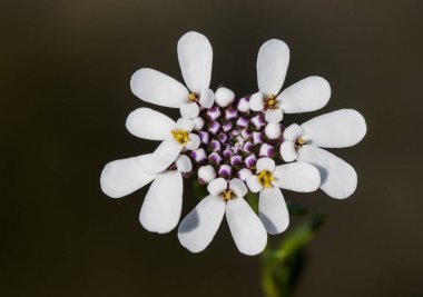 Yumuşak ve mor renk Iberis tür candytuft delicat çiçek