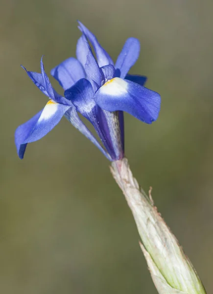 Gynandriris sisyrinchium the Barbary nut lovely tricolor wild lily of small size — Stock Photo, Image